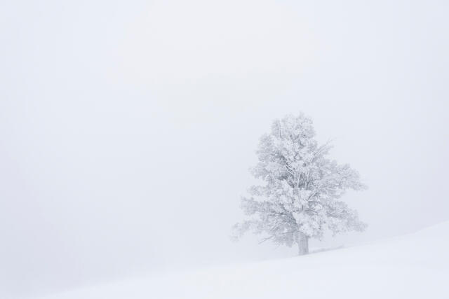 A pine tree withstands a harsh winter at the summit of the Sandia Mountains, New Mexico.