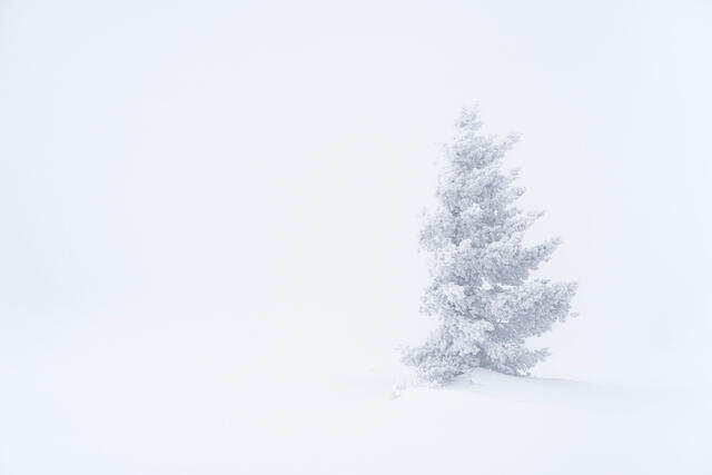 A conifer tree stands in the harsh winter conditions of the Sandia Mountains of New Mexico.