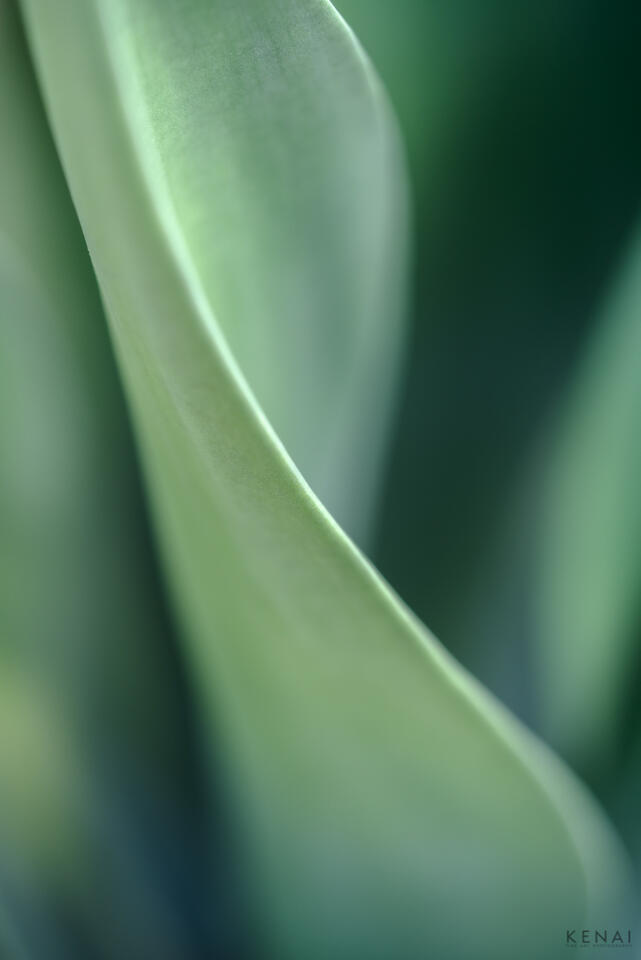 Macro photo of a foxtail agave growing in Albuquerque, New Mexico. 
