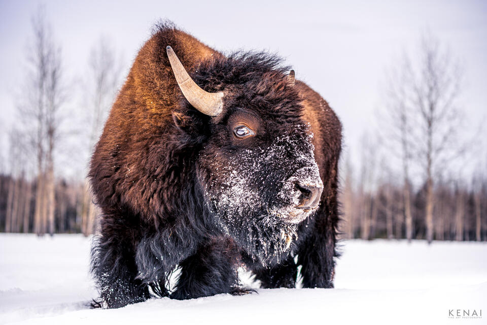 A bull buffalo stands guard near his herd in Alaska