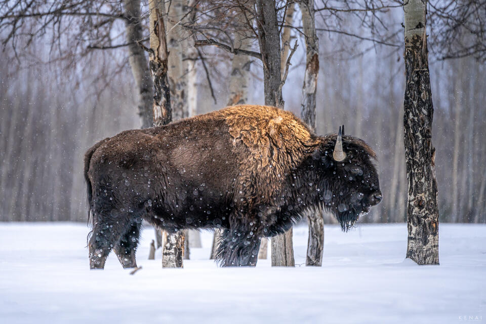 A buffalo in snow in Alaska. 