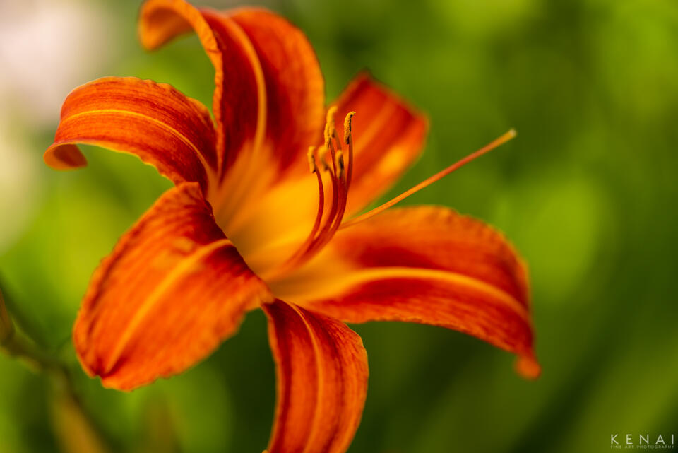 Daylily in Albuquerque, new Mexico.