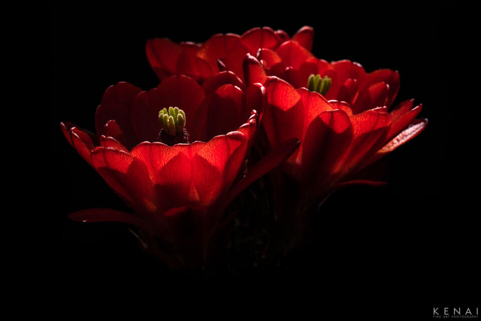 Red cactus flowers in Albuquerque, New Mexico. 