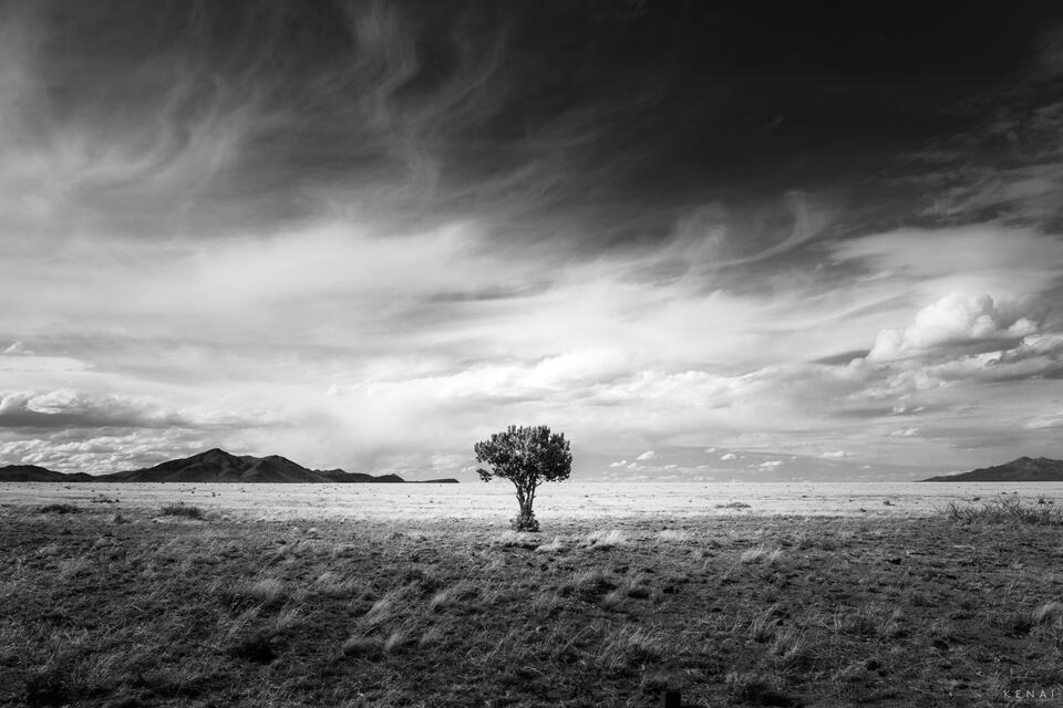 Lone tree in a field near Magdalena, New Mexico. 