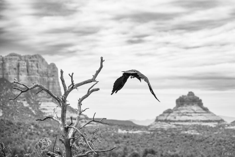 A raven flies away in Sedona, Arizona in this black and white photo. 