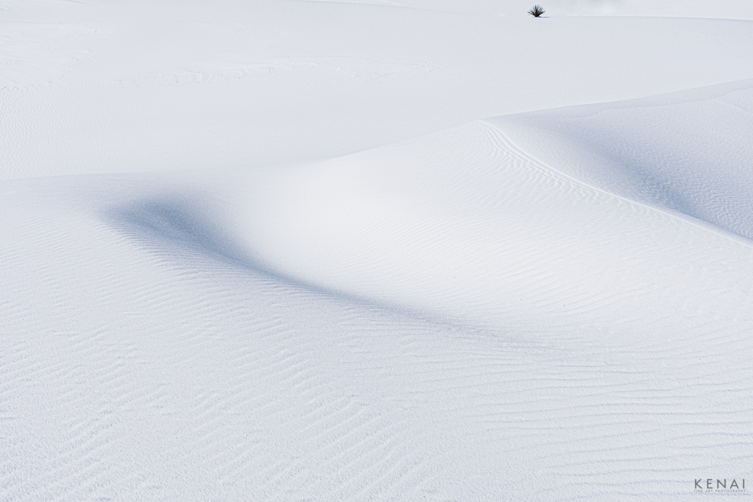 Minimalist image of sand dunes and a yucca plant in White Sands National Park, New Mexico.