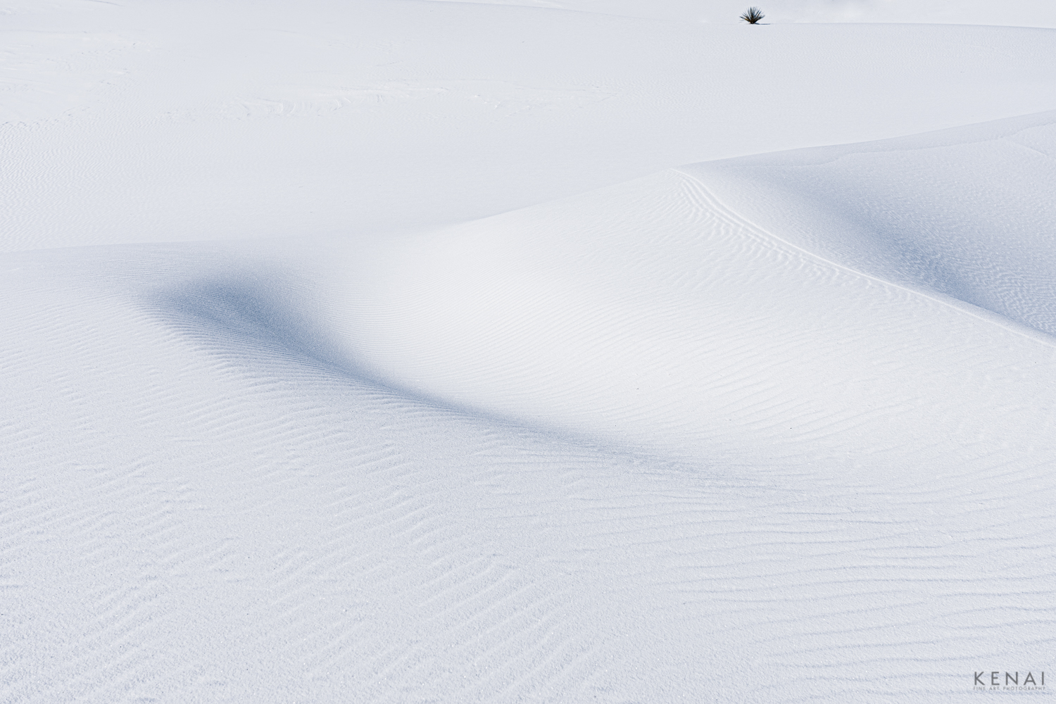 Almost Minimalist image of sand dunes and a yucca plant in White Sands National Park, New Mexico.