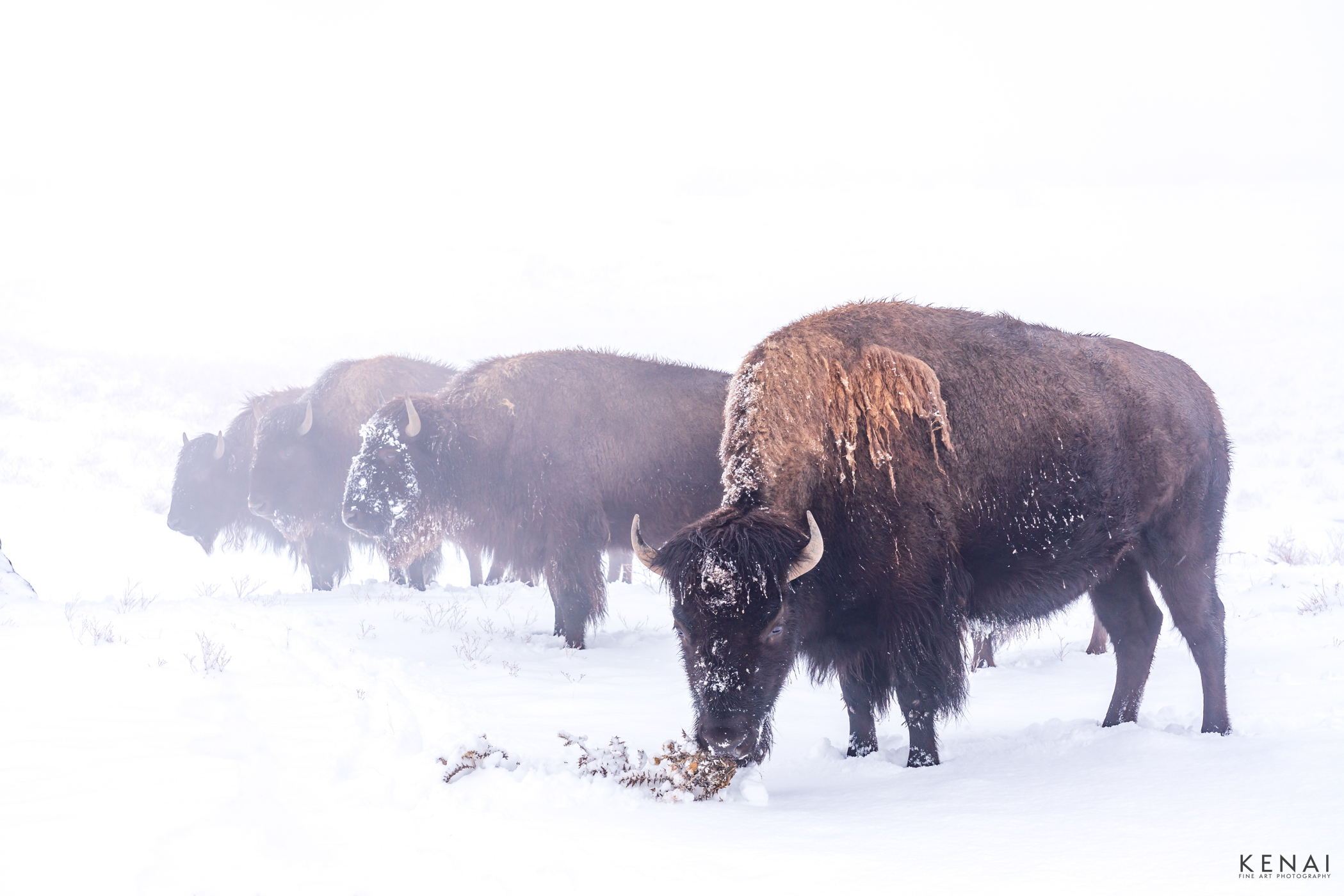 Winter Snack Sandia Puebleo buffalo stand during a winter storm in New Mexico.