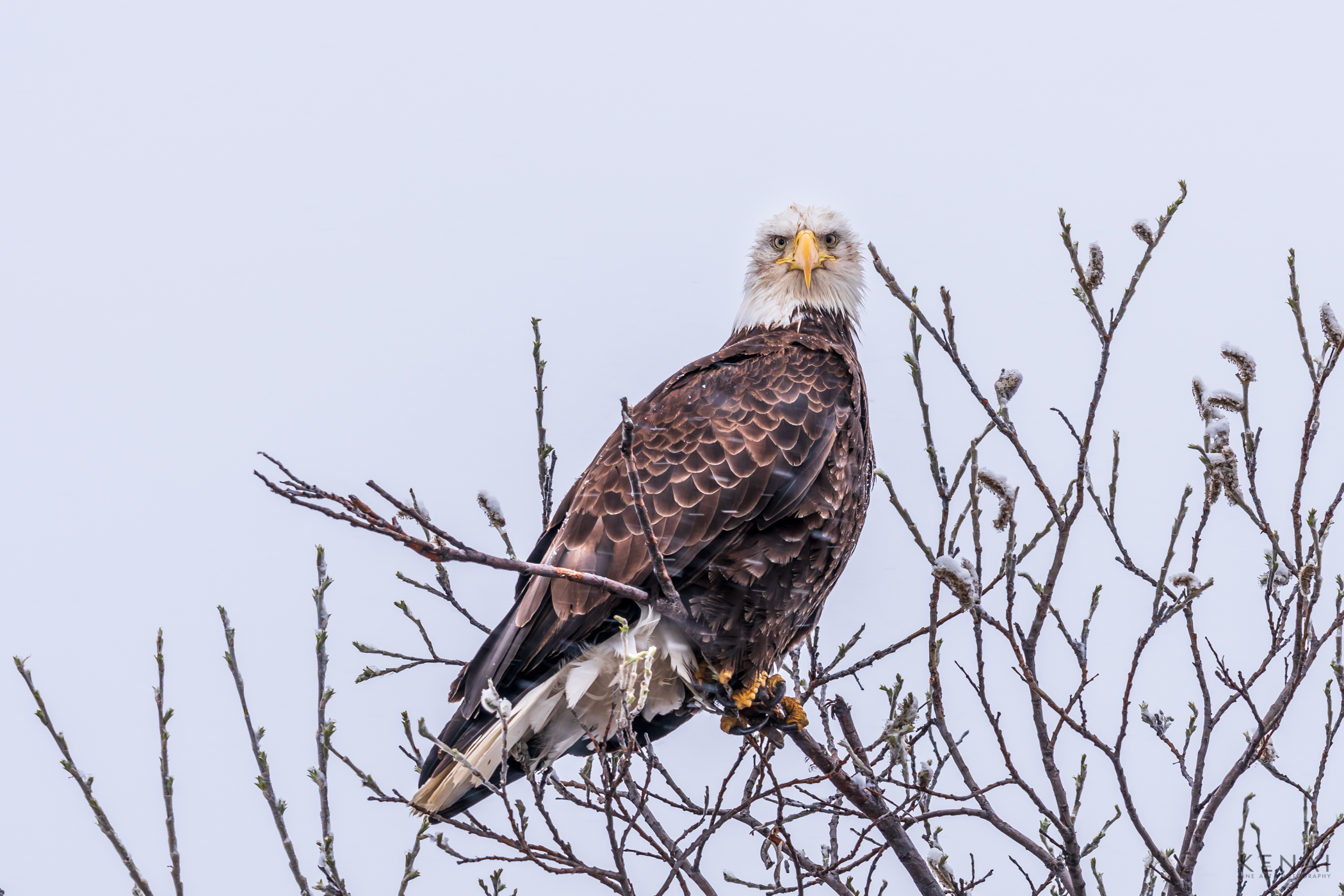 A lone bald eagle perched atop a barren tree, deep in the Alaskan winter. Have to admit... the icy stare was a little intimidating...