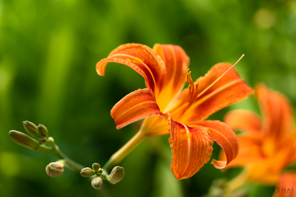Daylily (Hemerocallis fulva) thrive in New Mexico, as seen in this macro photograph. 