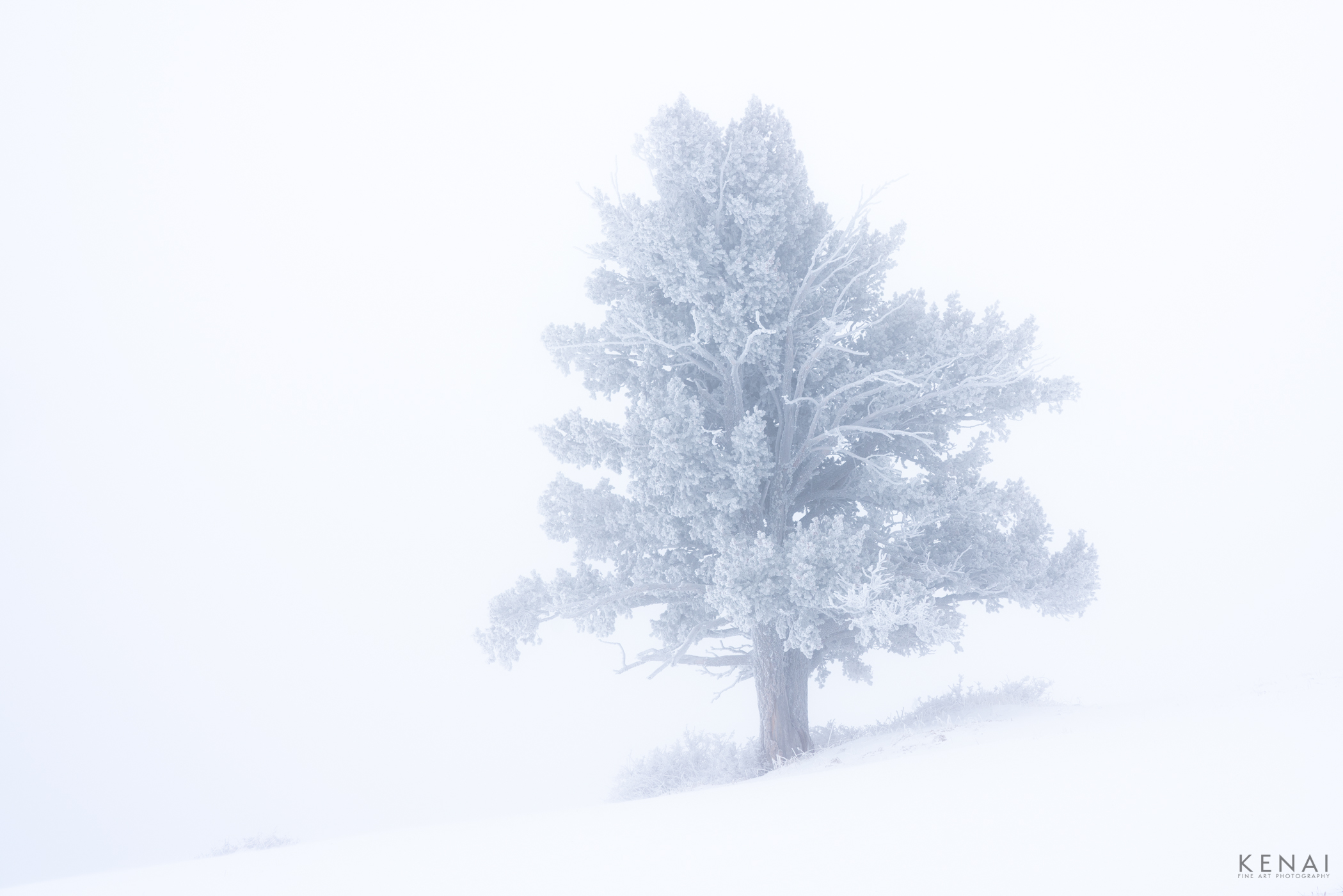 Pine tree in a winter storm and winds on Sandia Mountain, New Mexico.