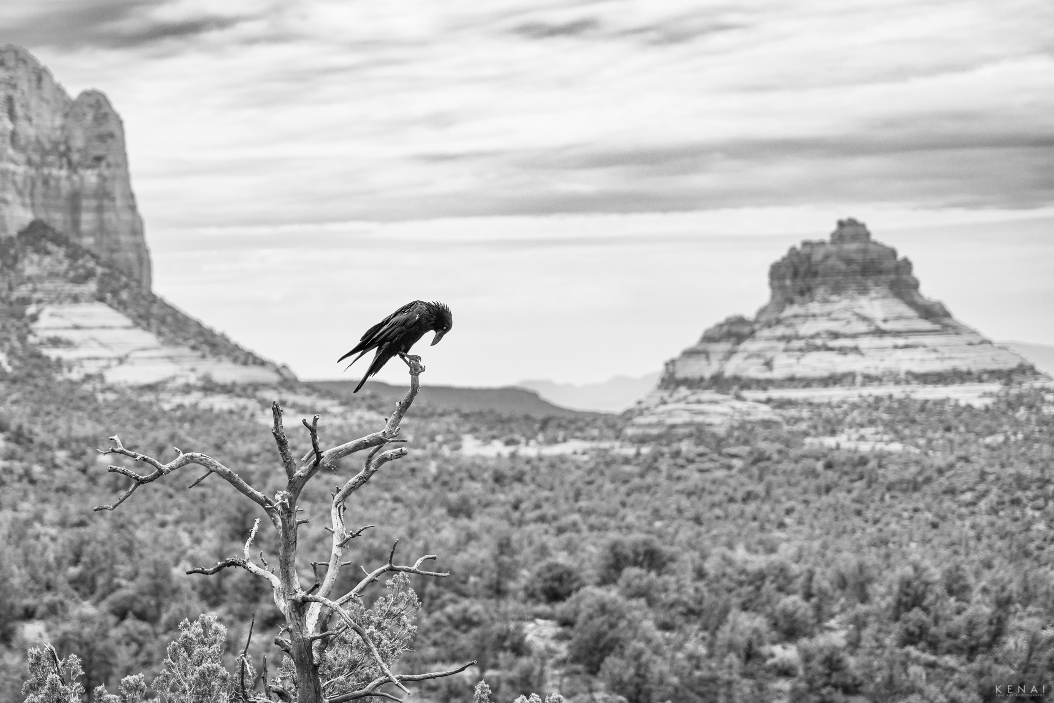 A raven perches in a dead tree near Sedona Arizona.